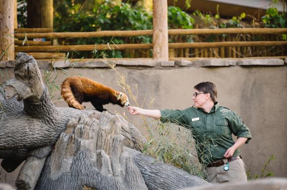 Red Panda at Utah's Hogle Zoo Brew