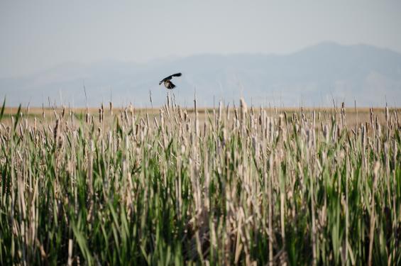 Great Salt Lake