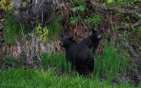 two black bears: a sow and a cub