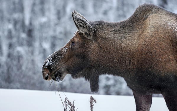 a moose in winter