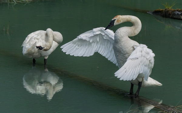 two swans stand in water