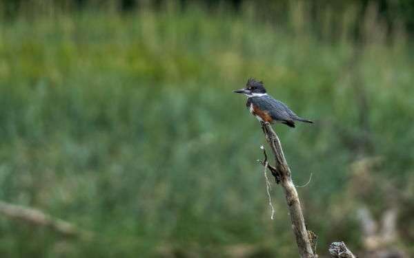 a kingfisher sitting on a tree branch; grass in background