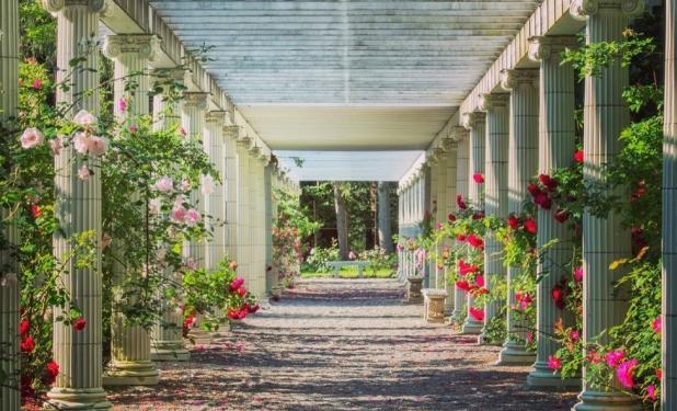 Exterior of a walkway lined with white pillars and various shades of pink roses.