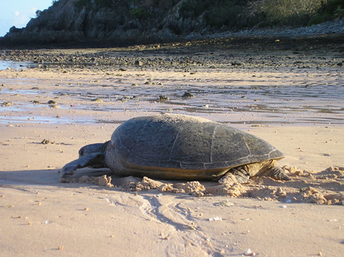 A turtle makes its way back to the water after nesting