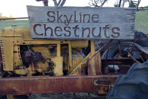 Skyline Chestnuts 2