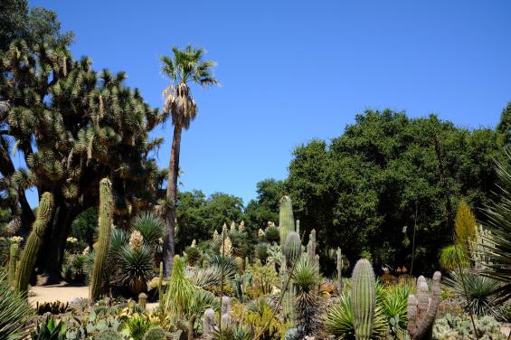 Arizona Cactus Garden 2