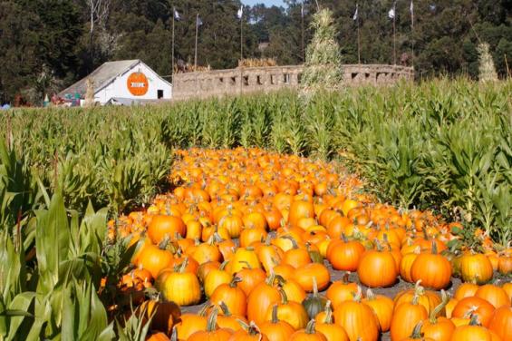 Aratas Pumpkin Farm