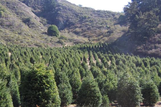 Christmas Trees at Santa's Tree Farm