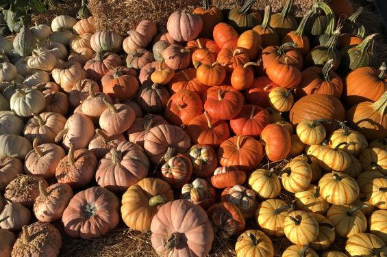 Pumpkins-at-Andreotti-Family-Farm