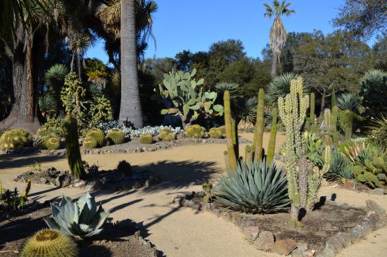 Arizona Cactus Garden 1