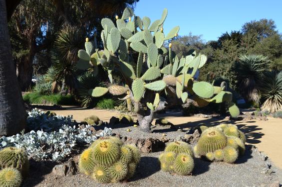 Arizona Cactus Garden 3