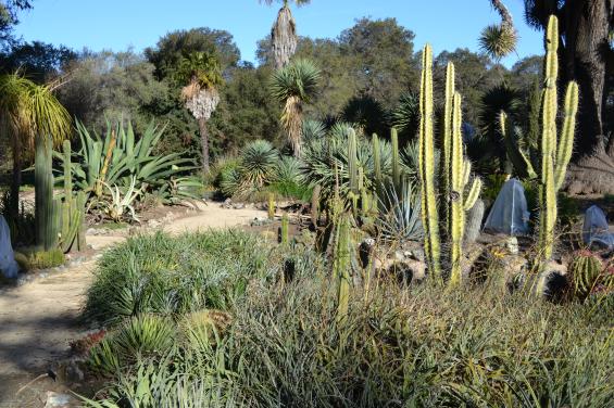 Arizona Cactus Garden 4