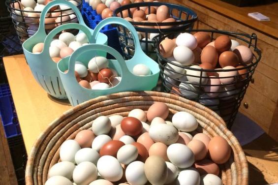Basket-of-eggs-from-farm-fatales