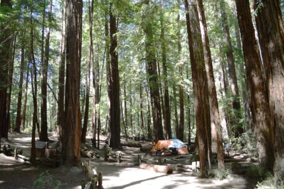 Butano_State_Park_2.jpg