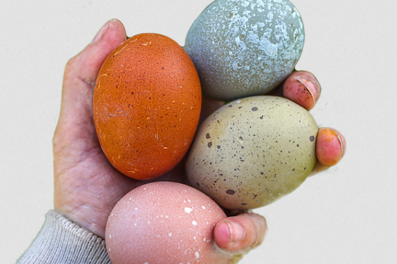 Twisted Fields Eggs