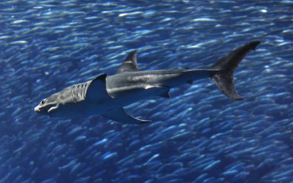 Monterey Bay Aquarium shark