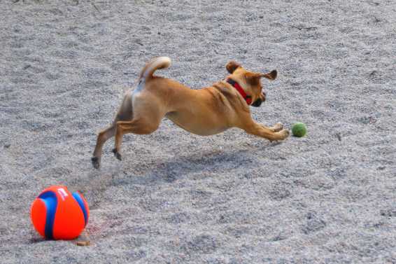 Dog friendly top cape cod