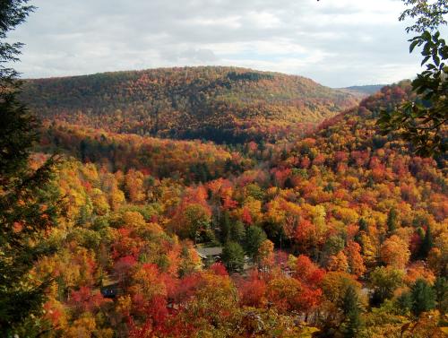 Bright fall foliage across a mountain view.