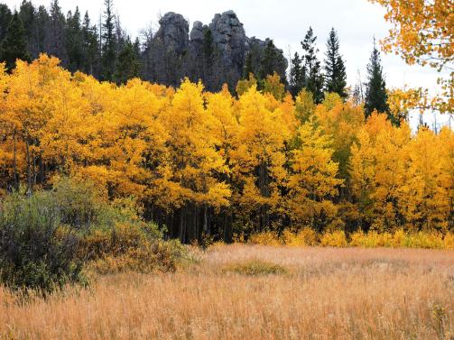 golden aspens in the medicine bow forest