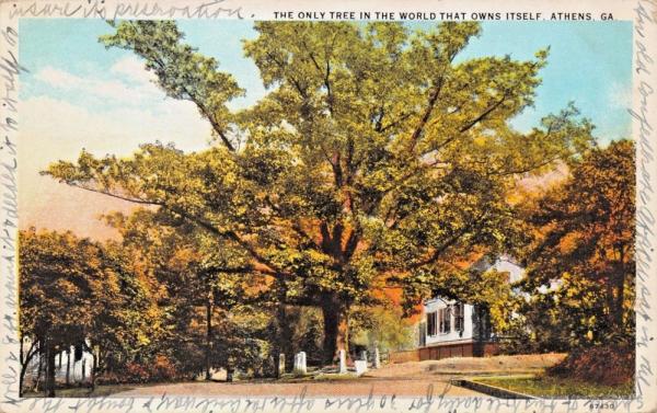 Tree That Owns Itself Postcard