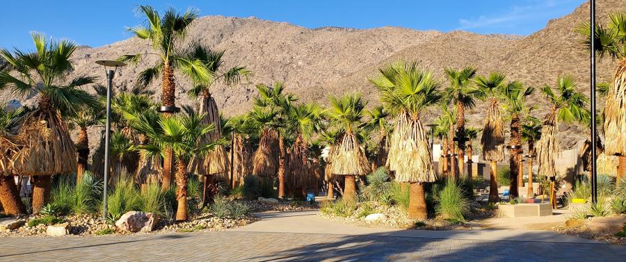 palm springs downtown park