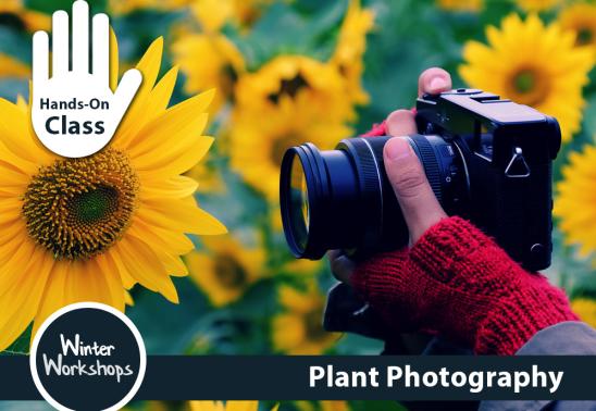 Plant Photography