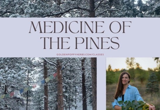Medicine of the Pines with Kat Mackinnon
