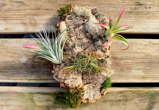 Air Plant Mounting Class at Bath Garden Center
