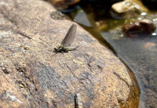 Angler's Entomology Class