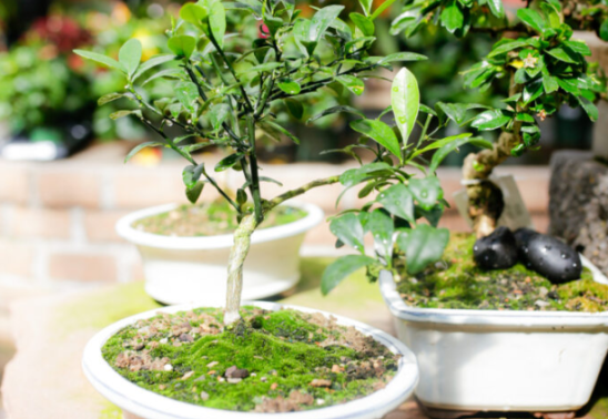 Bonsai Class at Breckenridge Brewery