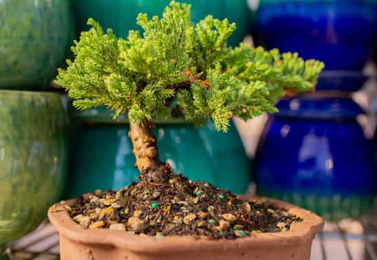 Bonsai Class at Bath Garden Center