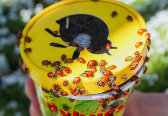 Bug Day at Bath Garden Center