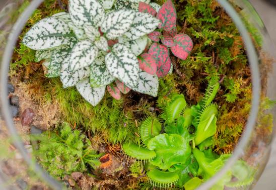 Carnivorous Plant Terrarium Class