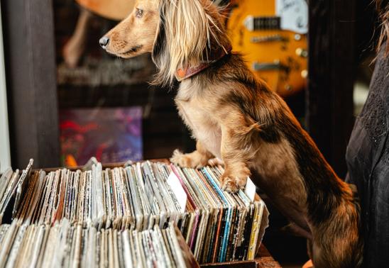 Magic Rat Yappy Hour