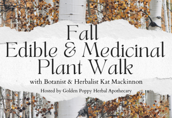 Fall Edible and Medicinal Plant Walk