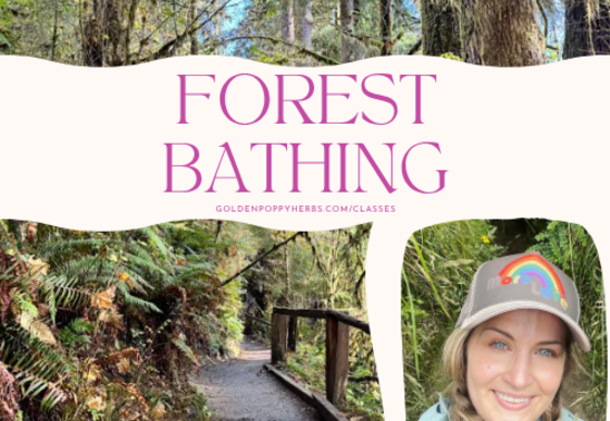 Shinrin-Yoku: Introduction to Forest Bathing