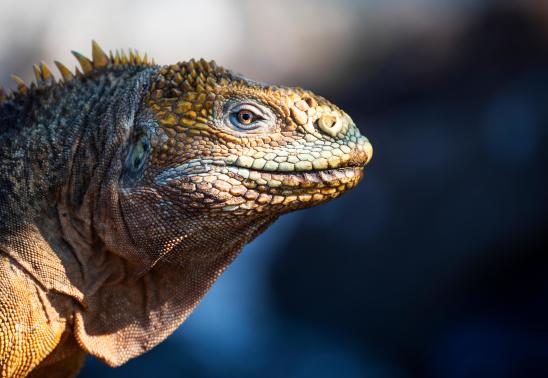 National Geographic Live: Discovering the Galapagos