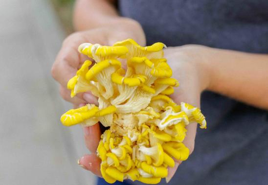 Growing Backyard Mushrooms Workshop