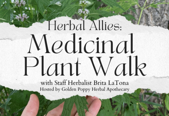 Herbal Allies: Medicinal Plant Walk