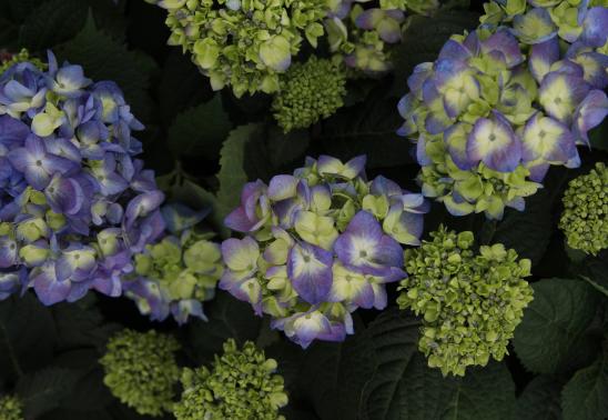 Hydrangea 101 Class at Bath Garden Center
