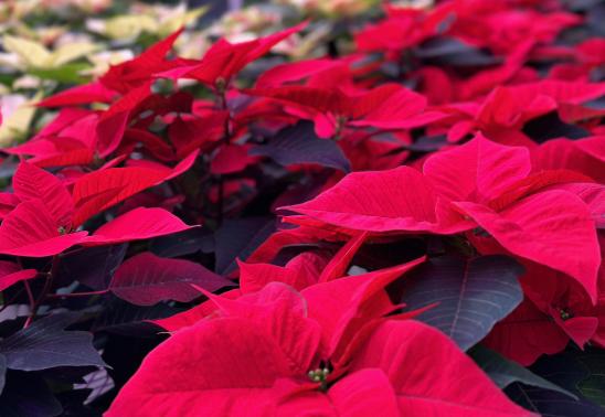 Annual CSU Poinsettia Sale