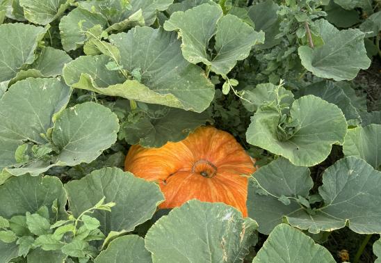 Pumpkin Palooza A Harvest Celebration at Farm Fusion