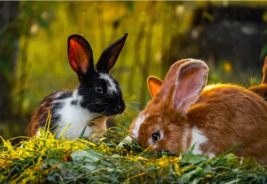 International Rabbit Day Celebration