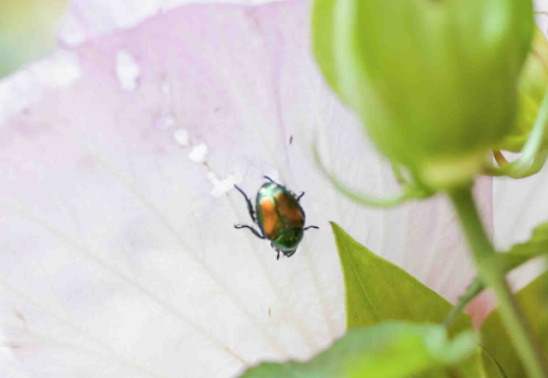 Japanese Beetle Class at Bath Garden Center