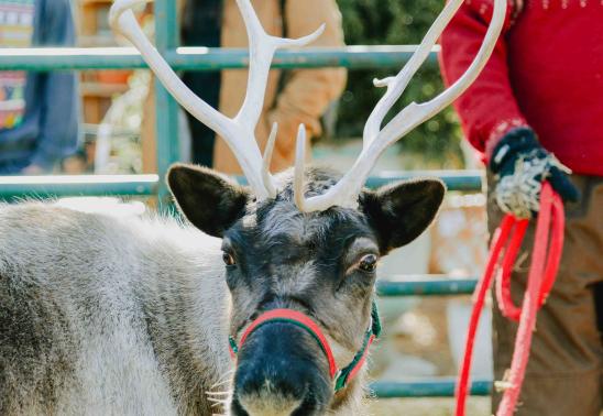 Visit Santa's Reindeer at Bath Garden Center