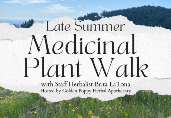 Late Summer Medicinal Plant Walk with Brita LaTona