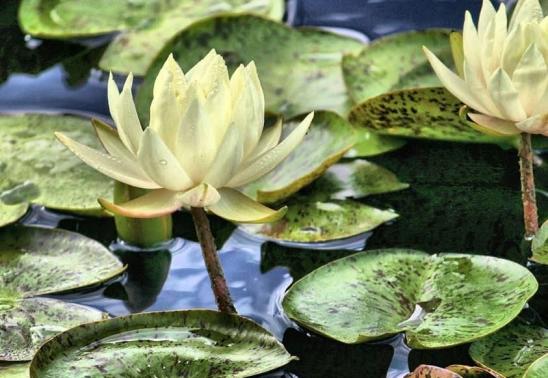 Artist Maggie Daniel at Bath Garden Center