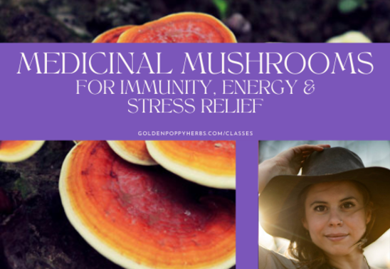Medicinal Mushrooms for Immunity, Energy, and Stress Relief with Clinical Herbalist Brita LaTona