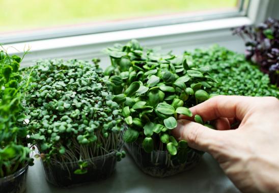 Summer Entertaining with Forevergreen Farm Microgreens