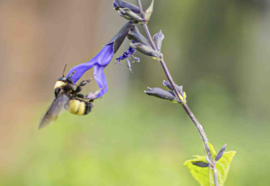 Birds, Bees, & Native Plants Class
